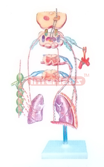 HUMAN SCHEME TO SHOW LNNERVATION MODELOFTHE BRONCHI AND LURGS AND CORTROL OF RESOLRATION Manufacturers and Suppliers From Ambala India