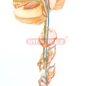 HUMAN PATHWAY MODEL OF THE PROP RIOCEPTIVE SENSIBILITY CONDUCTING TO THE CEREBELLUM Manufacturers and Suppliers From Ambala India