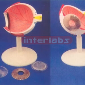 HALF COLOUR ANAT - EYE WITH PLASTIC BASE Manufacturers and Suppliers From Ambala India