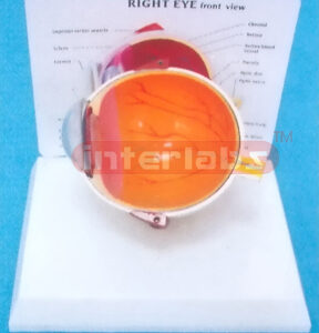 WEST DESK TYPE HEALTH HALF ANAT-EYE MODEL WITH DESCRIPTION PLATE Manufacturers and Suppliers From Ambala India