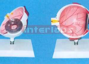 HALF COLOUR ANAT-EYE WITH PLASTIC BASE Manufacturers and Suppliers From Ambala India
