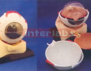 COLOURED EYE MODEL OF ANATOMY AND ORBID