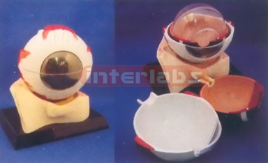 COLOURED EYE MODEL OF ANATOMY AND ORBID