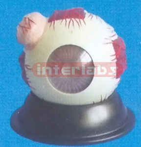 COLOURED GIANT EYE WITH LACRIMAL (6X