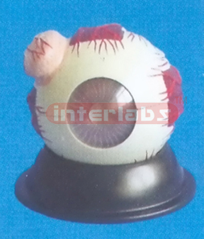 COLOURED GIANT EYE WITH LACRIMAL (6X