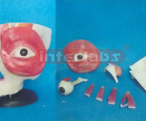 THE AUTOPSY OF THE EYEBALL