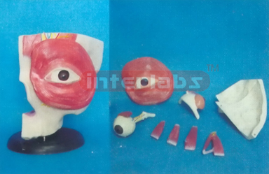 THE AUTOPSY OF THE EYEBALL