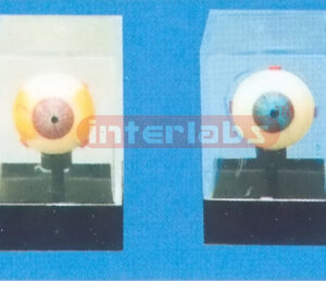 EYE DISEASE DEMONSTRATIONAL BOX Manufacturers and Suppliers From Ambala India
