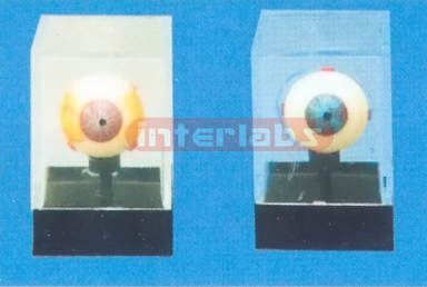 EYE DISEASE DEMONSTRATIONAL BOX Manufacturers and Suppliers From Ambala India