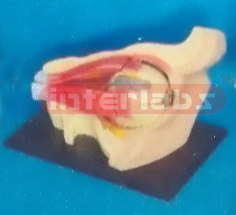 EYEBALL AND EYELID MODEL - ASIA TYPE Manufacturers and Suppliers From Ambala India