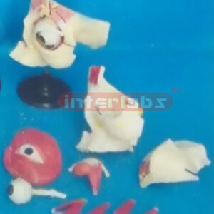 THE AUTOPSY OF THE EYEBALL