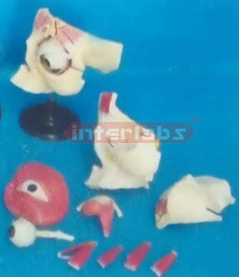 THE AUTOPSY OF THE EYEBALL