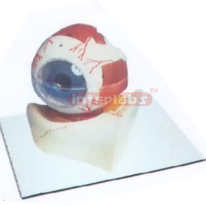 COLOURED EYE MODEL OF ANATOMY AND ORBID Manufacturers and Suppliers From Ambala India
