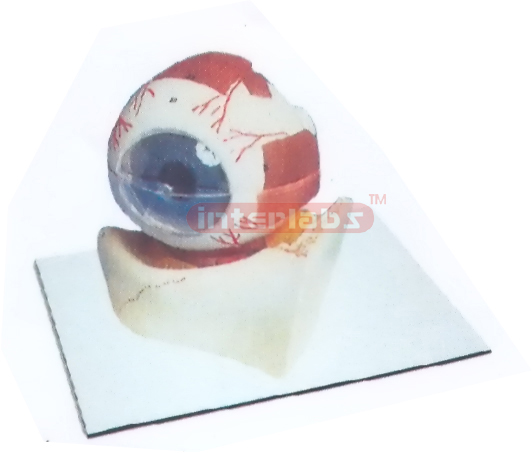 COLOURED EYE MODEL OF ANATOMY AND ORBID Manufacturers and Suppliers From Ambala India