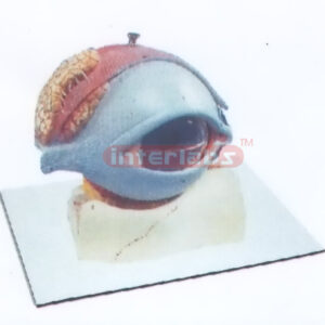 COLOURED EYE MODEL OF ANATOMY