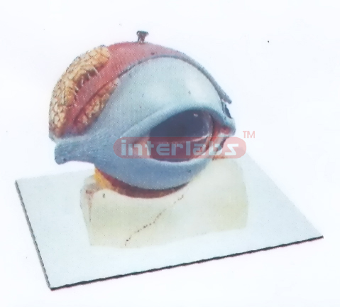 COLOURED EYE MODEL OF ANATOMY