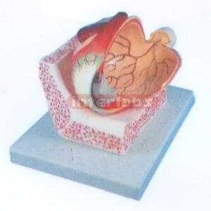 EYE STRUCTURE MODEL Manufacturers and Suppliers From Ambala India