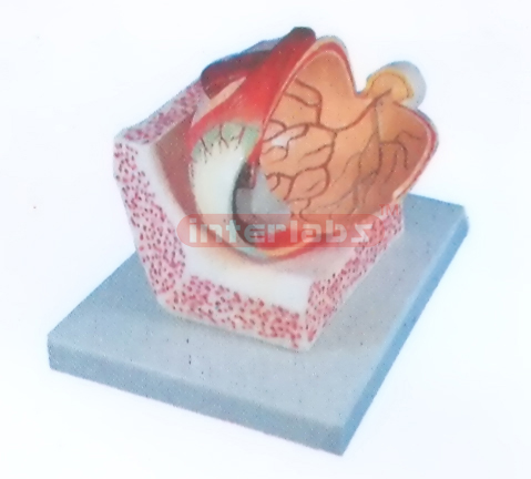 EYE STRUCTURE MODEL Manufacturers and Suppliers From Ambala India