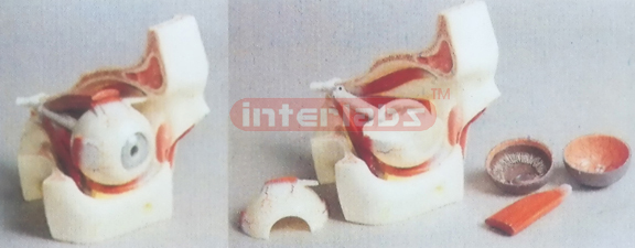 MAGNIFIED EYEBALL WITH ORBIT 3 TIME Manufacturers and Suppliers From Ambala India