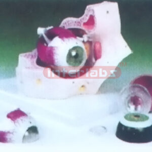 INDO-TYPE EYEBALL MODEL Manufacturers and Suppliers From Ambala India
