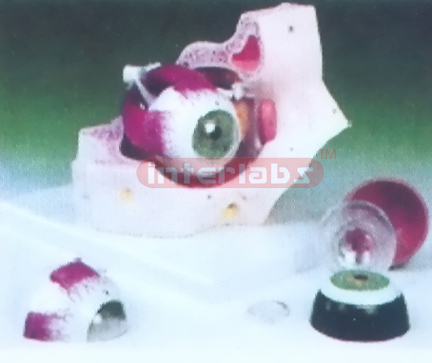 INDO-TYPE EYEBALL MODEL Manufacturers and Suppliers From Ambala India