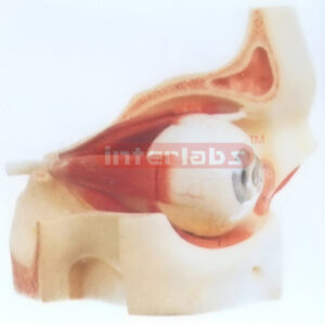 COLOUR MIDDLE EYE & EYELID