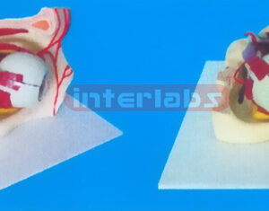 MIDDLE COLOURED EYE AND EYELID ANATOMICAL MODEL WITH ARTERY Manufacturers and Suppliers From Ambala India