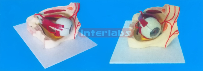 MIDDLE COLOURED EYE AND EYELID ANATOMICAL MODEL WITH ARTERY Manufacturers and Suppliers From Ambala India