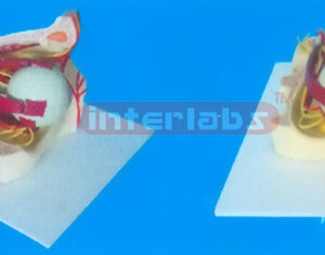 MIDDLE COLOURED EYE AND EYELID ANATOMICAL MODEL WITH ARTERY AND NERVES Manufacturers and Suppliers From Ambala India