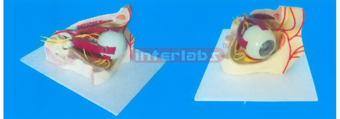 MIDDLE COLOURED EYE AND EYELID ANATOMICAL MODEL WITH ARTERY AND NERVES Manufacturers and Suppliers From Ambala India