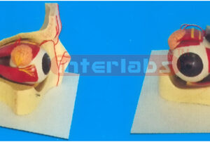 COLOURED EYE AND EYELID ANATOMICAL MODEL Manufacturers and Suppliers From Ambala India