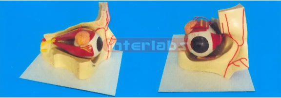 COLOURED EYE AND EYELID ANATOMICAL MODEL Manufacturers and Suppliers From Ambala India