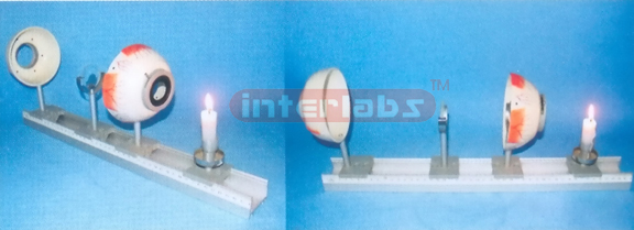 THE EYE IMAGE FORMATION AND DEMONSTRATION MODEL Manufacturers and Suppliers From Ambala India