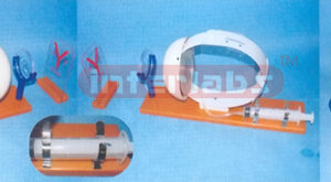 EYE IMAGE FORMATION AND DEMONSTRATION MODEL Manufacturers and Suppliers From Ambala India
