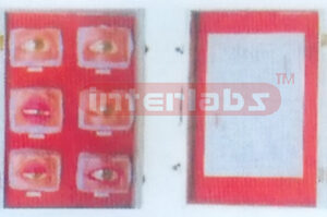 HUMAM EYE MODEL SHOWING EYE TANTLE Manufacturers and Suppliers From Ambala India