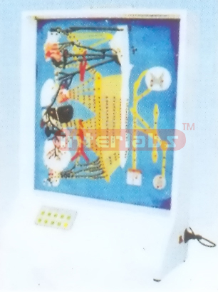 HUMAN MODEL OF ELECTRIC AUTONOMIC NERVE SYSTEM Manufacturers and Suppliers From Ambala India