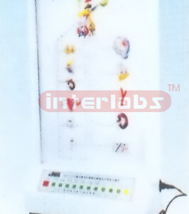 ELECTRIC MODEL OF HYPOTHALAMUS AND HYPOPHYSIAL HORMONE Manufacturers and Suppliers From Ambala India
