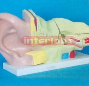 35.6 x 17.8 x 20.9 cm EAR