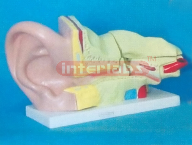35.6 x 17.8 x 20.9 cm EAR