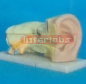 MINI-EAR