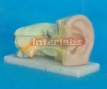 MINI-EAR