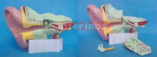 35.6 x 17.8 x 26 cm LEFT EAR