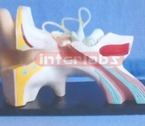 BIG ANAT-ENLARGED EAR MODEL Manufacturers and Suppliers From Ambala India