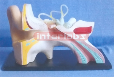 BIG ANAT-ENLARGED EAR MODEL Manufacturers and Suppliers From Ambala India