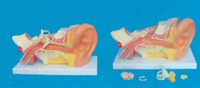 BIG LEFT EAR ANAT-MODEL