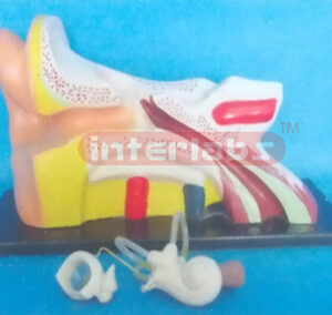 BIG RIGHT ANAT-ENLARGED EAR MODEL(MIX TYPE) Manufacturers and Suppliers From Ambala India