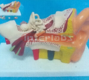 29 x 16 x 10cm LEFT EAR