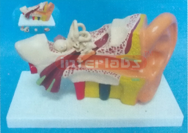 29 x 16 x 10cm LEFT EAR