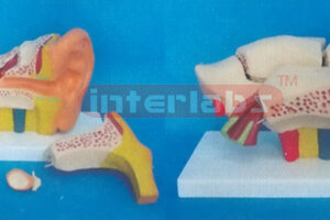 MIDDLE LEFT ANAT-ENLARGED EAR MODEL (EUR- TYPE