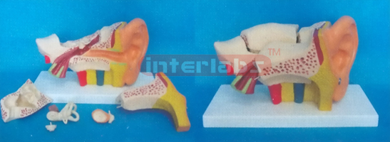 MIDDLE LEFT ANAT-ENLARGED EAR MODEL (EUR- TYPE